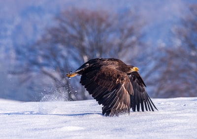 白昼飞过雪原的黑鹰